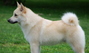 挪威牧羊犬的毛色有几种