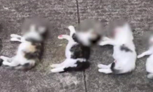 江苏常州一男子闯入前女友家摔死7只小猫，女方：很崩溃，已报警