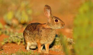 戈壁兔几个月能繁殖