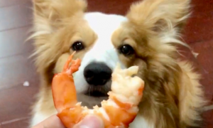 狗可以吃虾么