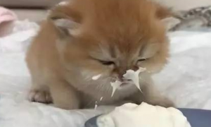 猫可以吃奶油吗