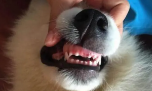 怎么判断狗狗换牙了
