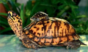 卡罗莱纳箱龟寿命多少年