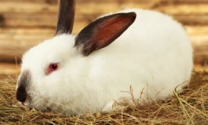 兔子有鼠疫病毒吗