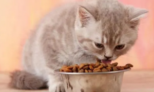 猫粮在网上买多少钱