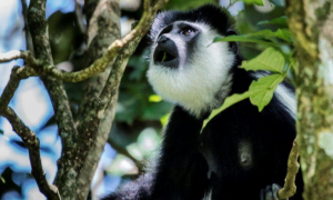东非黑白疣猴可以当宠物养吗