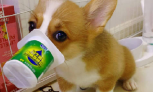狗喝酸奶好吗