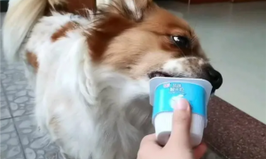 狗狗可以喝纯甄酸奶吗