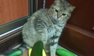 为什么猫怕黄瓜