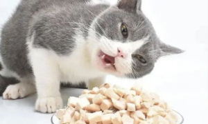 猫零食吃什么最好