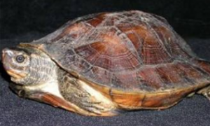 条颈摄龟能活多少年