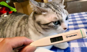 幼猫体温39.8算高烧吗