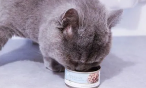 猫湿粮和罐头有什么区别