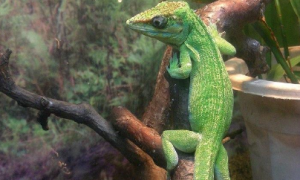 古巴变色蜥属于保护动物吗