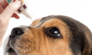 狗眼睛发炎能吃消炎药吗