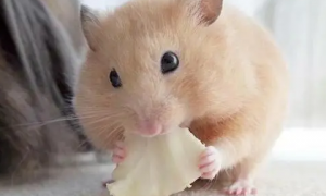 仓鼠可以吃芒果吗