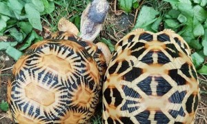 印度星龟怎么分雌雄