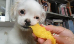 狗能吃芒果吗