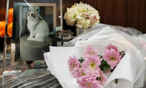 一场与爱宠的体面告别：宠物殡葬“健康成长”如何被“看见”？