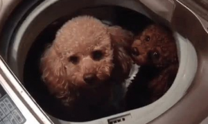 两泰迪不洗澡，把主人气的给放进了洗衣机里面，好好教训