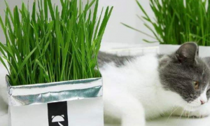猫草是麦子吗