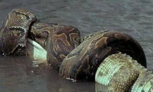 非洲最大无毒蛇入侵美国成恶梦，平头哥碰见它也要绕着走