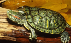 巴西龟白眼病简单处理方法