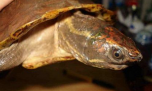 马来果龟能活多少年