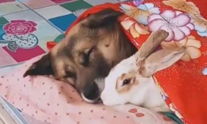 土狗在炕上抱着兔子在睡觉，主人觉得还挺温馨，但兔子的表情亮了