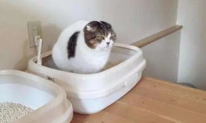 什么猫砂可以冲厕所