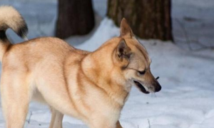 芬兰拉普猎犬一般能活多久