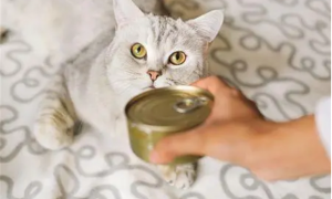 猫每天吃多少罐头