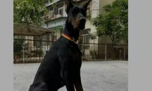 投毒疑云：25万杜宾犬疑似被毒身亡 查询监控竟然发现。。。