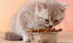 猫粮买多少钱一斤的好
