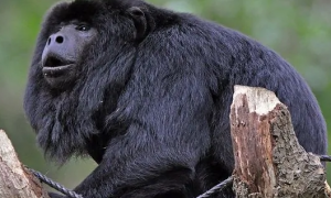 黑吼猴可以做宠物吗
