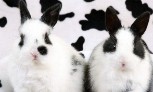 英种斑点兔常见病和治疗方法