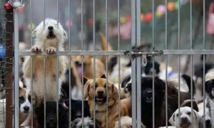 “宠物狗被扑杀”，中国小动物保护协会发声