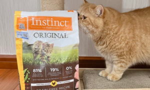 instinct猫粮如何查询真伪