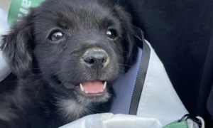 妹子捡到15种基因混血的小黑狗，每月变一个样？网友震惊：家狗们玩挺大啊！