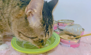 幼猫能不能吃猫罐头