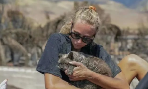 夏威夷大火伤亡惨重，被救出的两只猫咪引热议