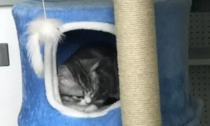 怎么让猫睡猫窝