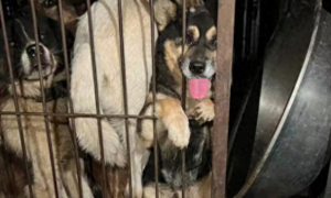 狗贩子运了一车子偷来的狗，被志愿者和警方拦截，全部成功救出！