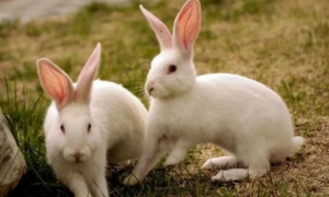 怎么分辨兔子公母