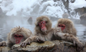 日本猕猴是保护动物吗