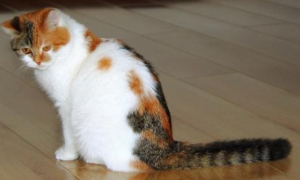 猫脾气有点大，还爱挠家具？英国研究显示宠物猫性格多随主人