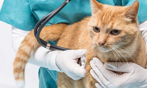 猫黄疸吃什么药可以退黄
