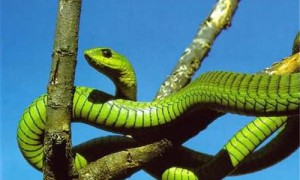非洲树蛇能养出感情吗