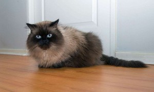 喜马拉雅猫怎么看多大了