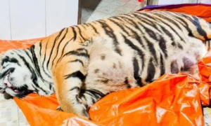 250公斤的老虎躺在家里，看得人一头雾水：外国人胆子真大